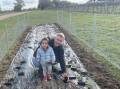 Patrick of Coonawarra owner Luke Tocaciu and Mia, planting an eco-garden to host good bugs at the winery. Photo supplied by Patrick of Coonawarra 
